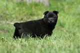 SCHIPPERKE 758